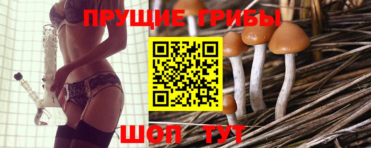 Галлюциногенные грибы Psilocybe Грозный
